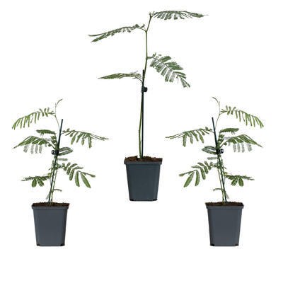 Silber-Akazie (Acacia Dealbata) - Nachhaltige Zimmerpflanzen kaufen Botanicly Foto 3