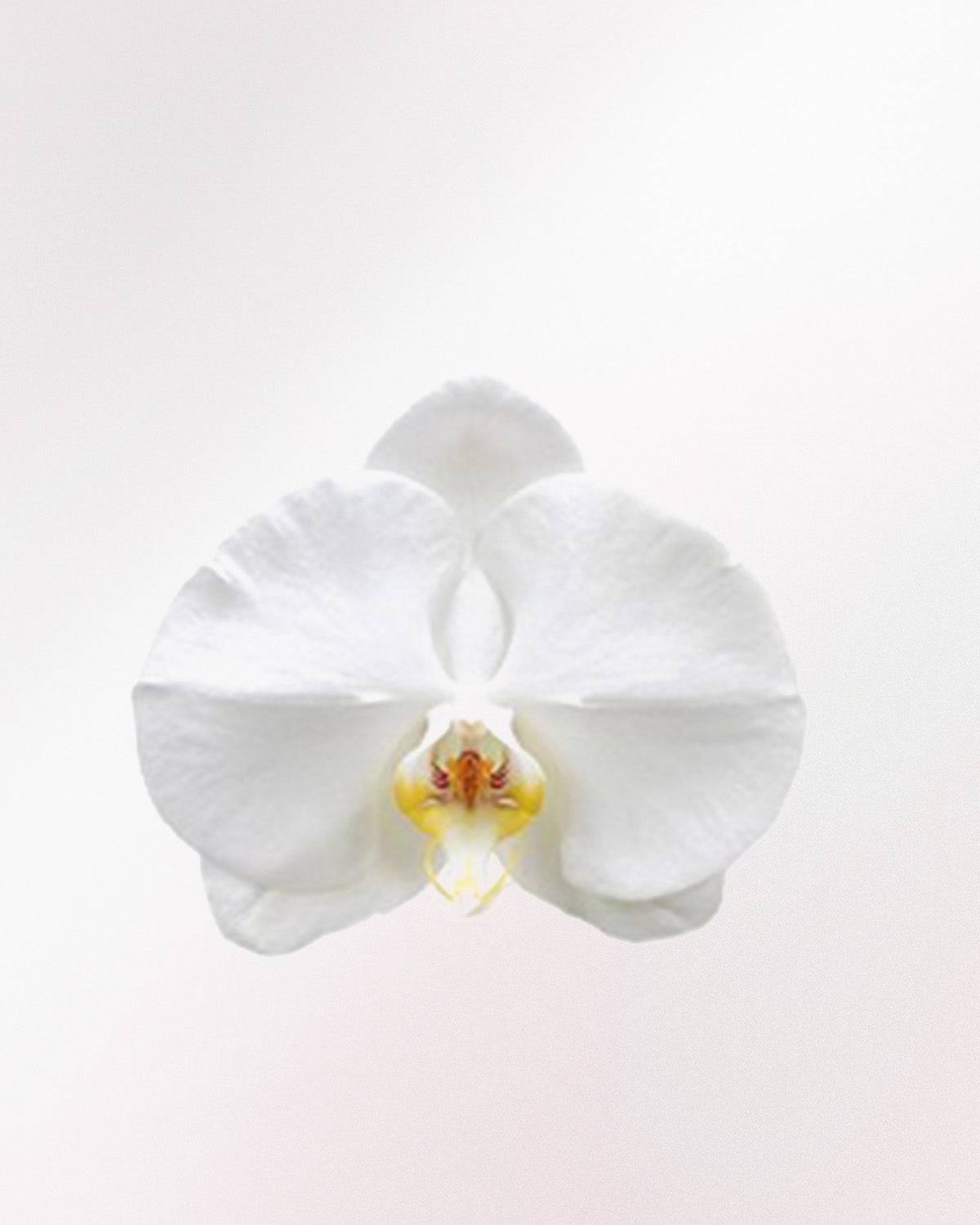 Svea l'orchidea farfalla rosa bianca