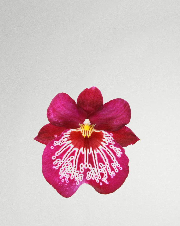 Svenja l'orchidea viola del pensiero rosa con motivo