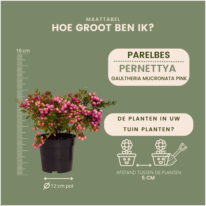 6x Pernettya mucronata | Myrte pflanze rosa | Topf 12 cm Ø | Höhe 20 cm ↨