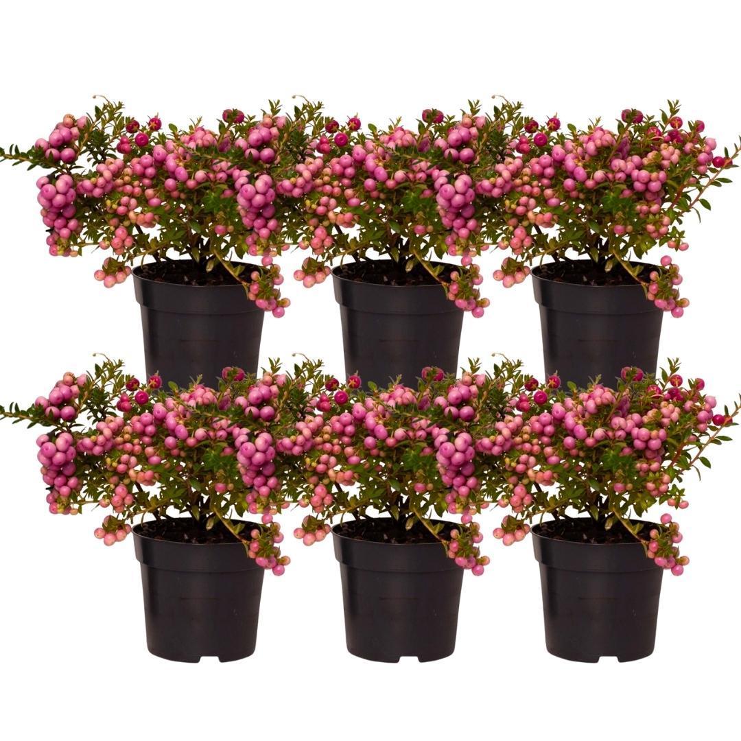 6x Pernettya mucronata | Myrte pflanze rosa | Topf 12 cm Ø | Höhe 20 cm ↨
