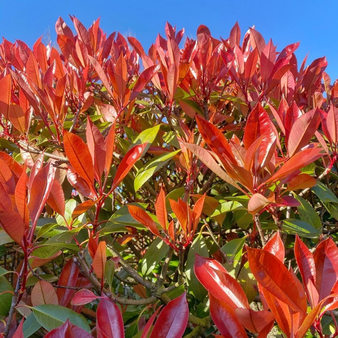 25 Große Glanzmispel Carré Rouge Pflanzen für 10 laufende Meter Hecken | ↨ 80-100 cm im 12 Liter Topf