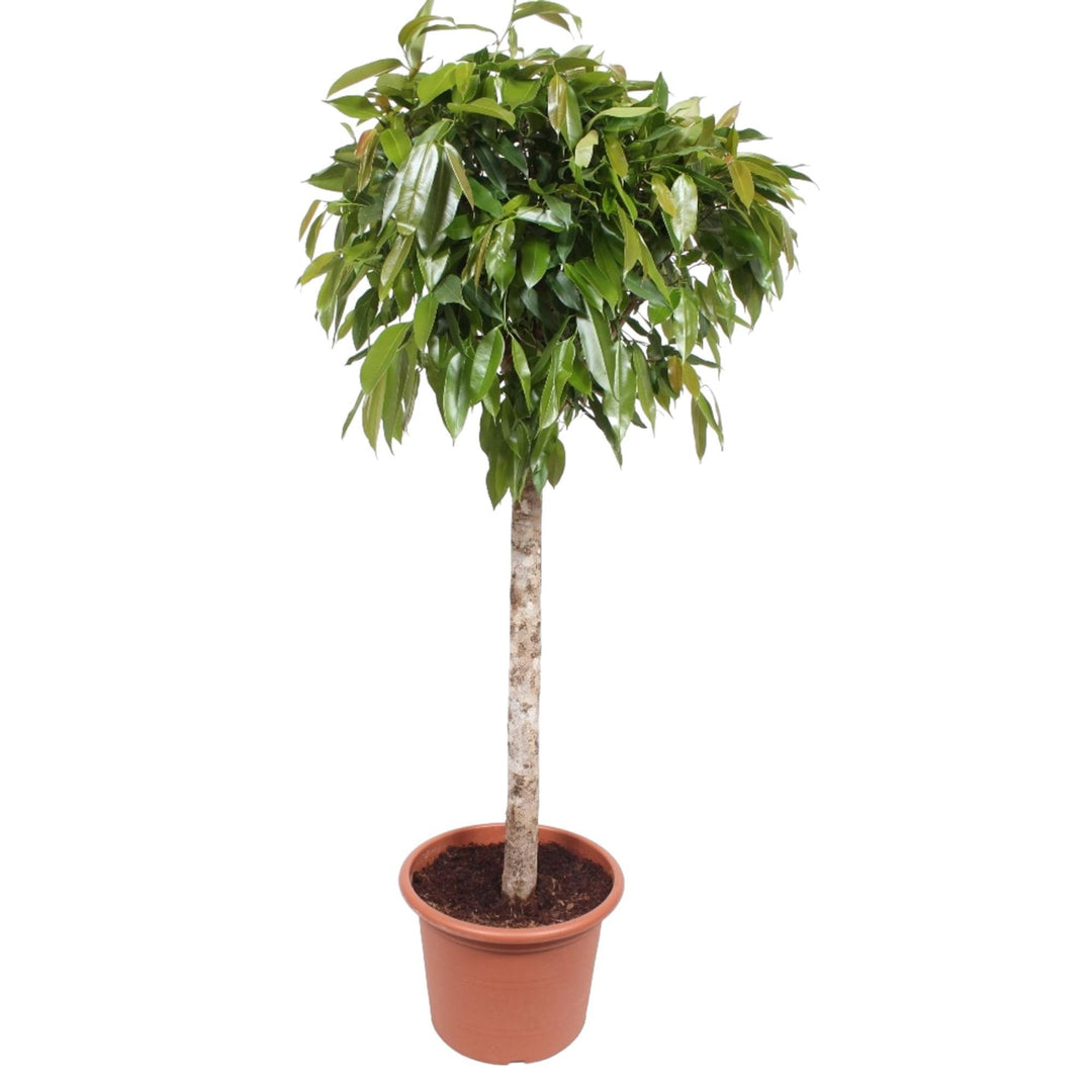 Ficus Amstel King - 180 cm - ø40