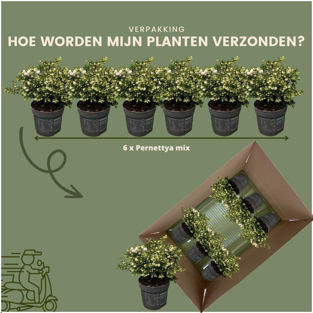 6x Pernettya mucronata | Myrte pflanze weiß | Topf 12 cm Ø | Höhe 20 cm ↨