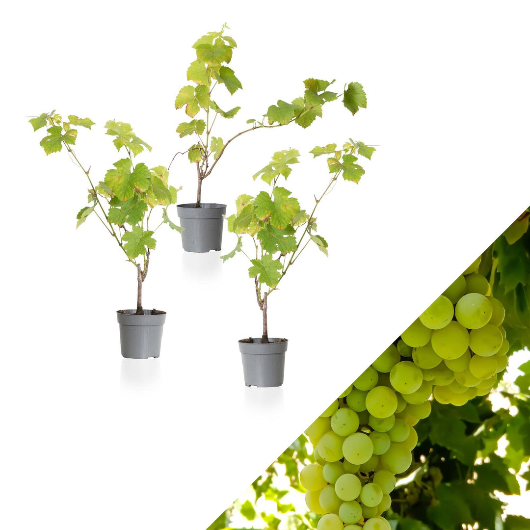 Wencke die Weinrebe Grün- 3 Pflanzen-Topfpflanzen-Botanicly