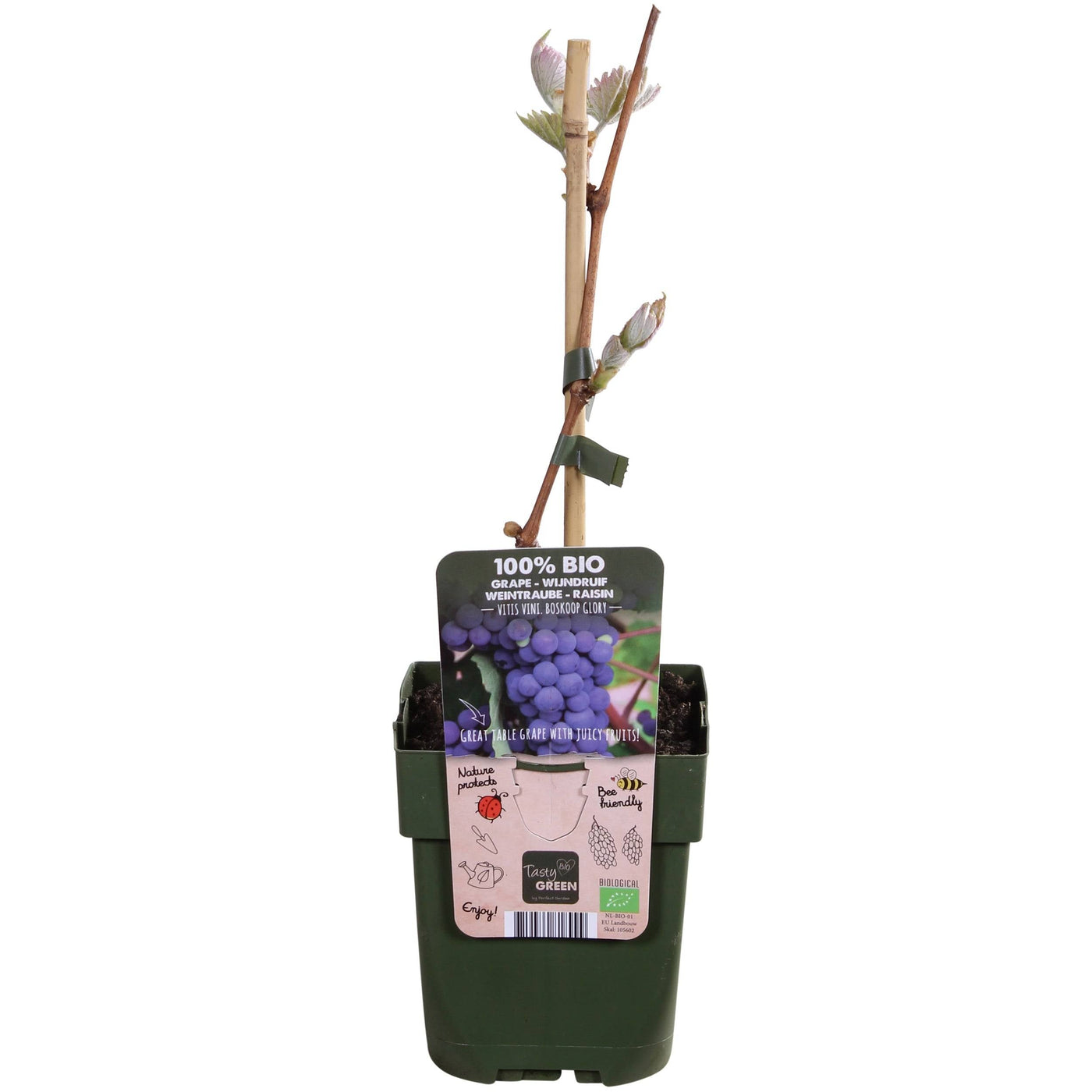 Wuggi die Weinrebe-Topfpflanzen-Botanicly